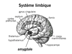 systeme_limbique